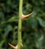 Rosa canina