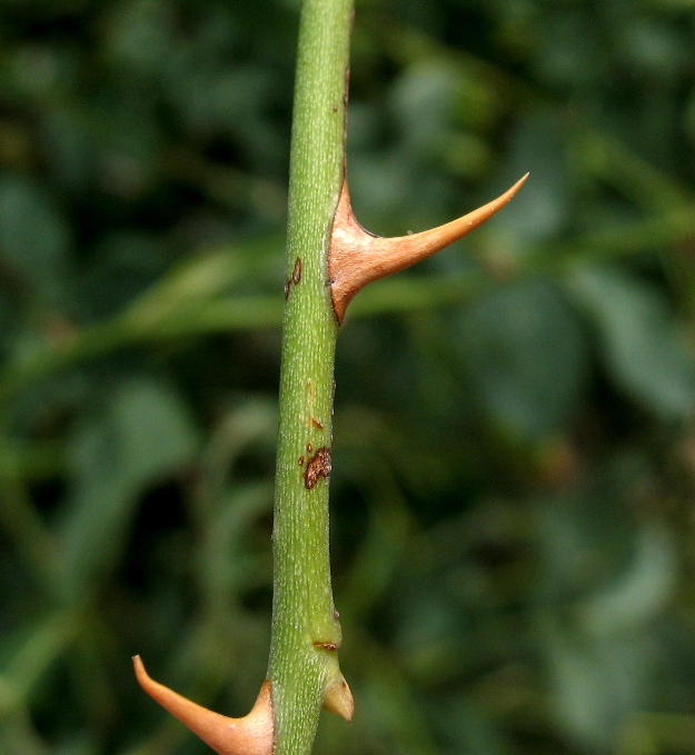 Image of Rosa canina specimen.