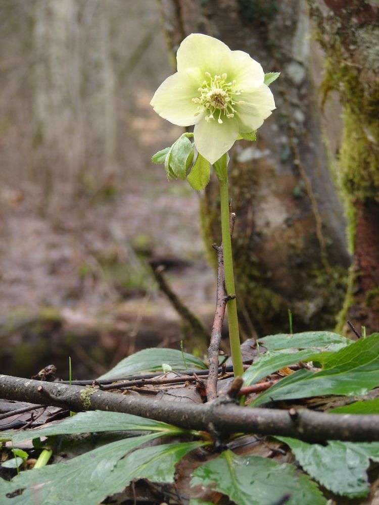 Изображение особи Helleborus caucasicus.