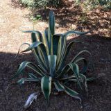 Agave americana разновидность marginata. Розетка прикорневых листьев. Португалия, округ Гуарда, муниципалитет Селорику-да-Бейра, район Ратоейра. 17.07.2012.