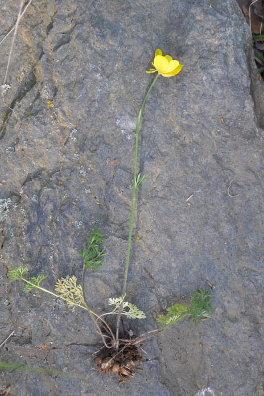 Изображение особи Ranunculus millefoliatus.