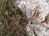Cotoneaster integerrimus. Плодоносящее растение. Южный берег Крыма, Ай - Петринская яйла. 10 ноября 2012 г.
