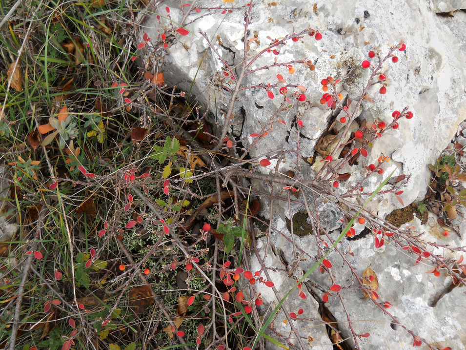 Image of Cotoneaster integerrimus specimen.