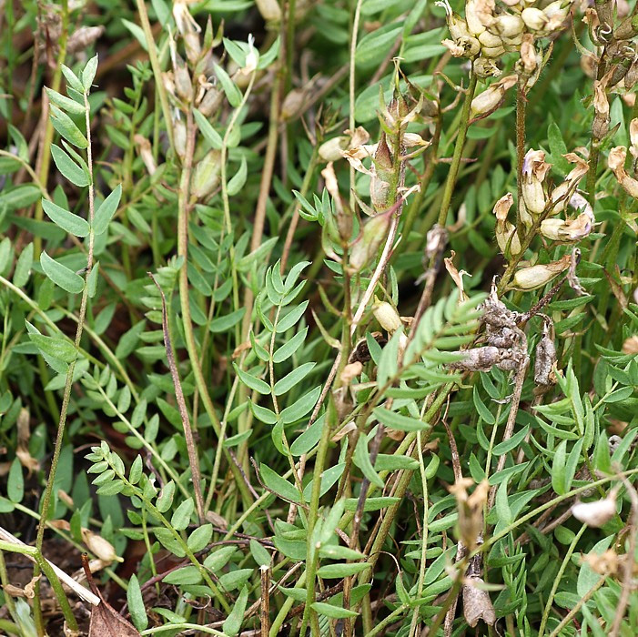 Изображение особи Oxytropis sordida.