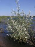 Populus alba