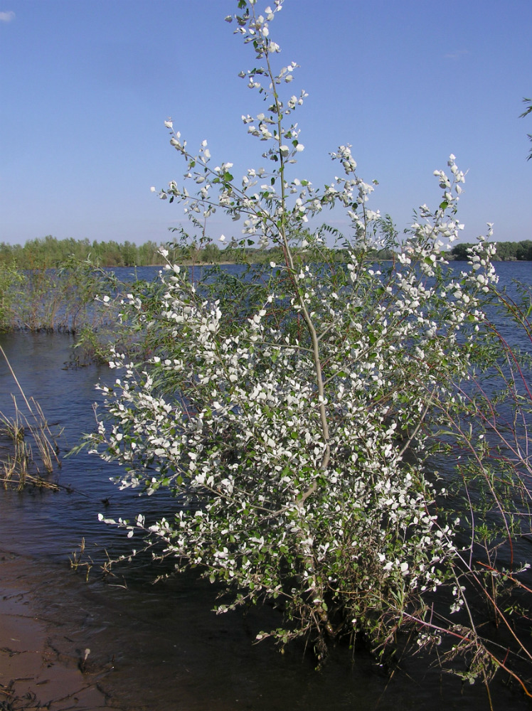 Image of Populus alba specimen.