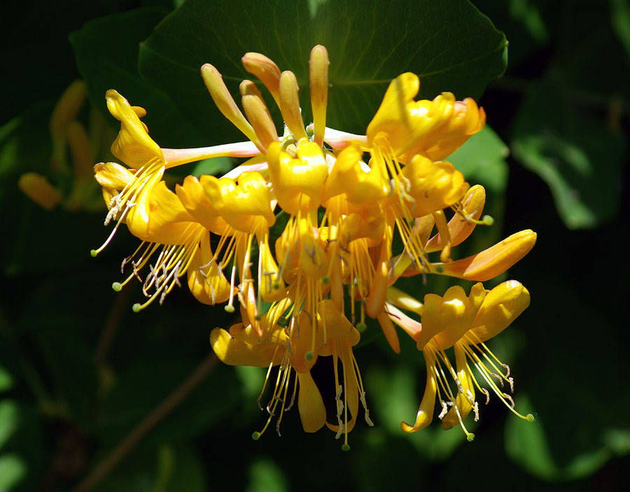 Image of Lonicera × tellmanniana specimen.