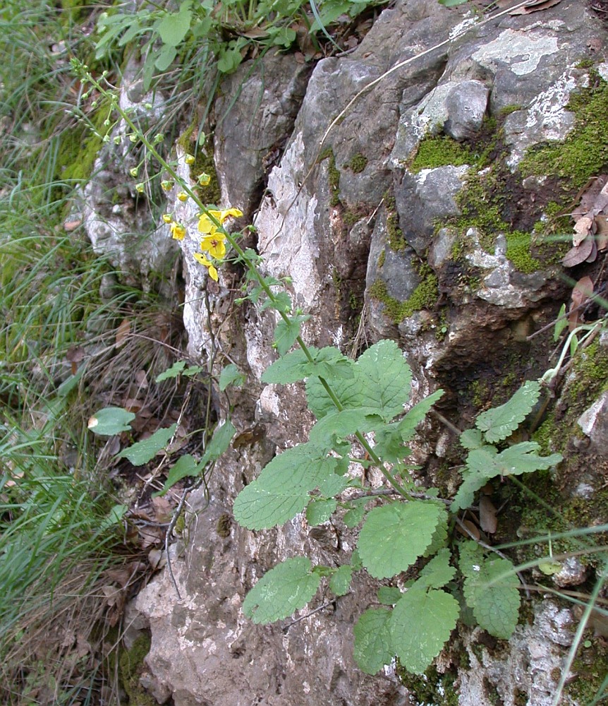 Изображение особи Verbascum levanticum.