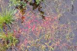 Persicaria hydropiper