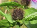 Centaurea carpatica