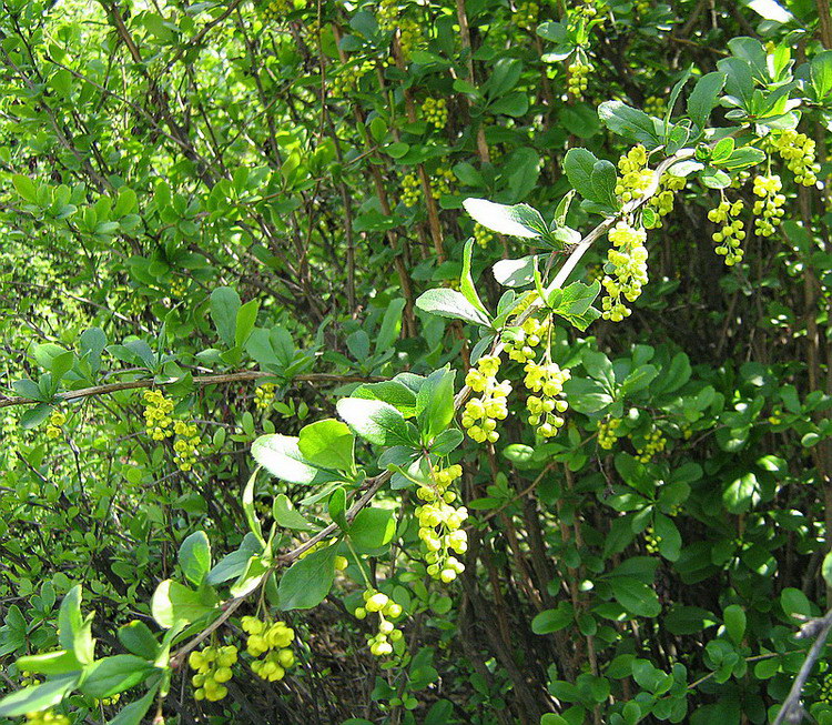 Image of Berberis amurensis specimen.