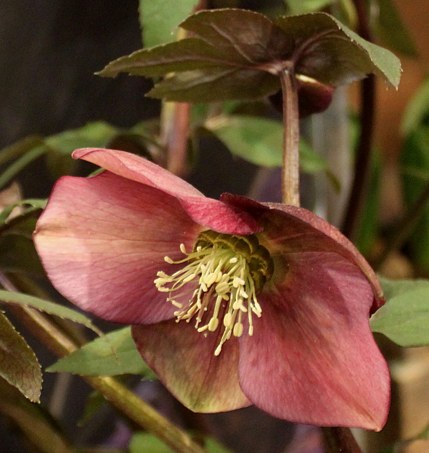 Изображение особи Helleborus abchasicus.