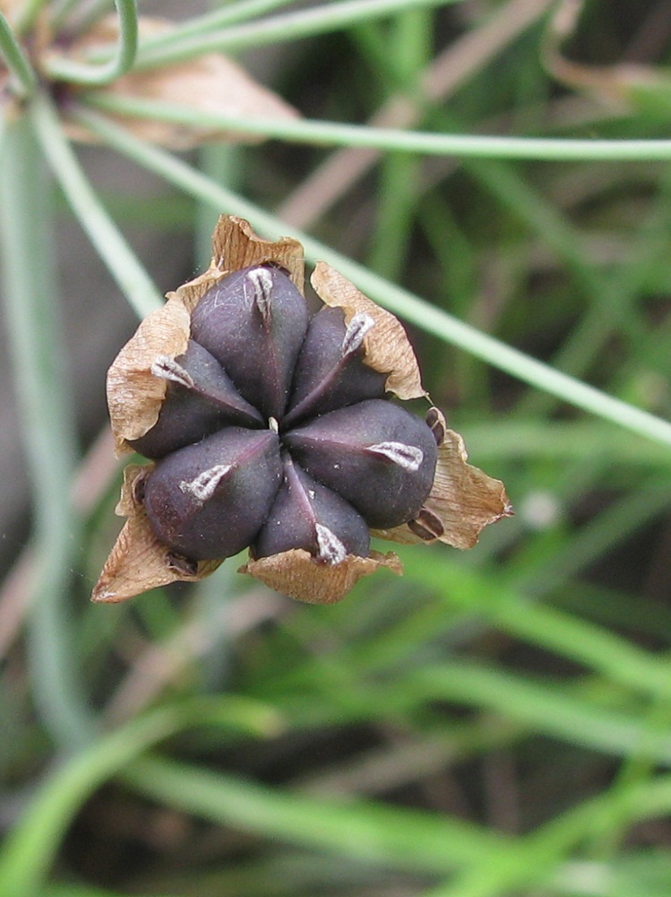 Изображение особи Butomus umbellatus.