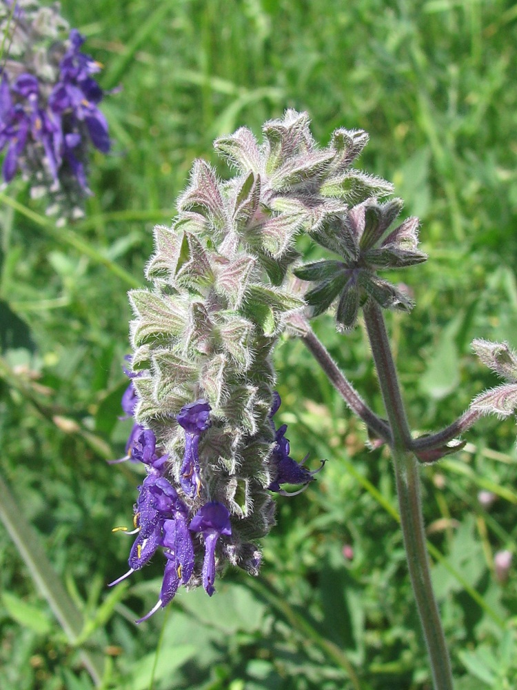 Изображение особи Salvia nutans.