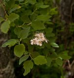 Spiraea chamaedryfolia