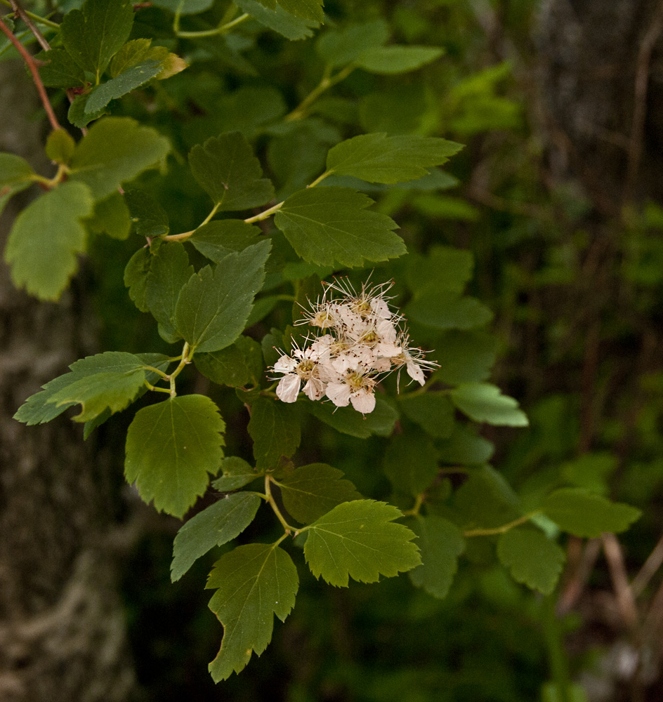 Image of Spiraea chamaedryfolia specimen.