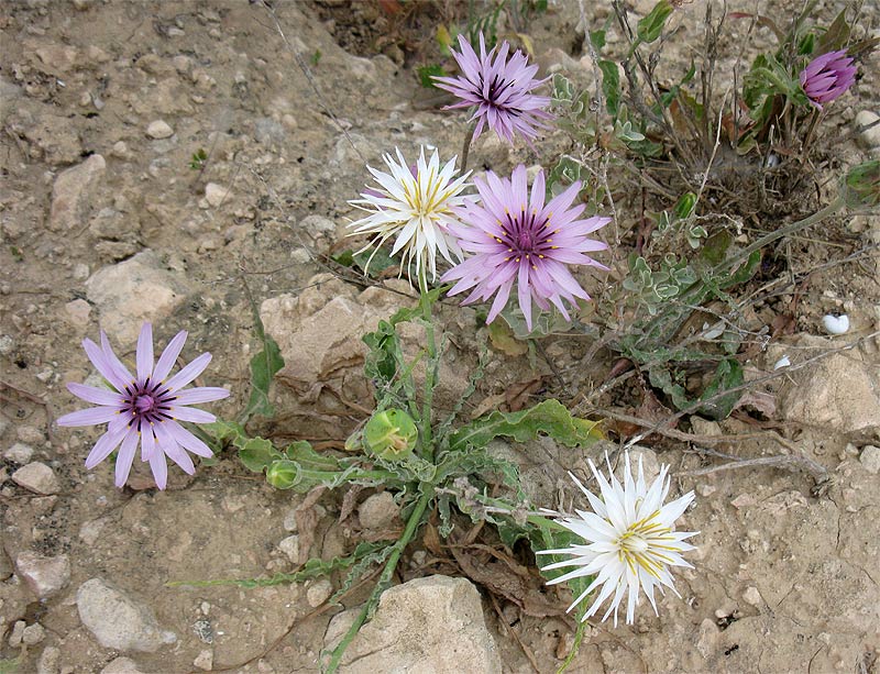 Image of Scorzonera papposa specimen.