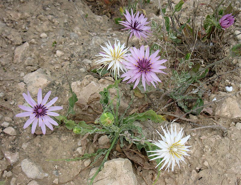 Image of Scorzonera papposa specimen.