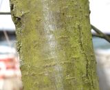 Sorbus aucuparia. Покрытая аэрофитоном часть ствола многоствольного дерева. Германия, г. Кемпен, в шумозащитной полосе. 28.03.2013.