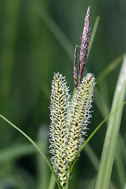 Изображение особи Carex rostrata.