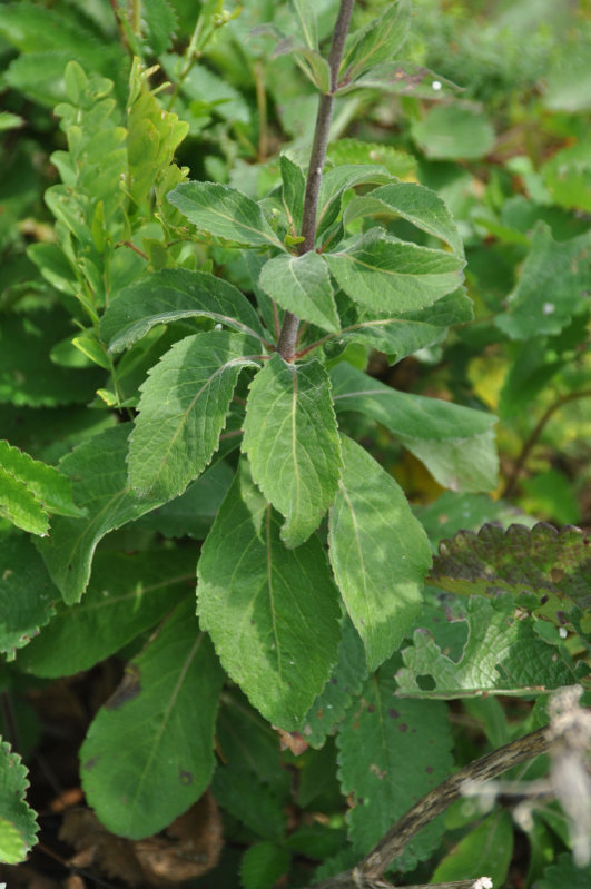 Image of Adenophora verticillata specimen.