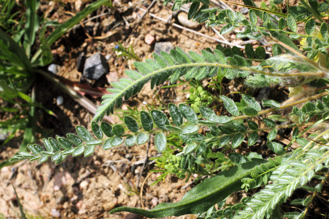 Изображение особи Astragalus mucidus.