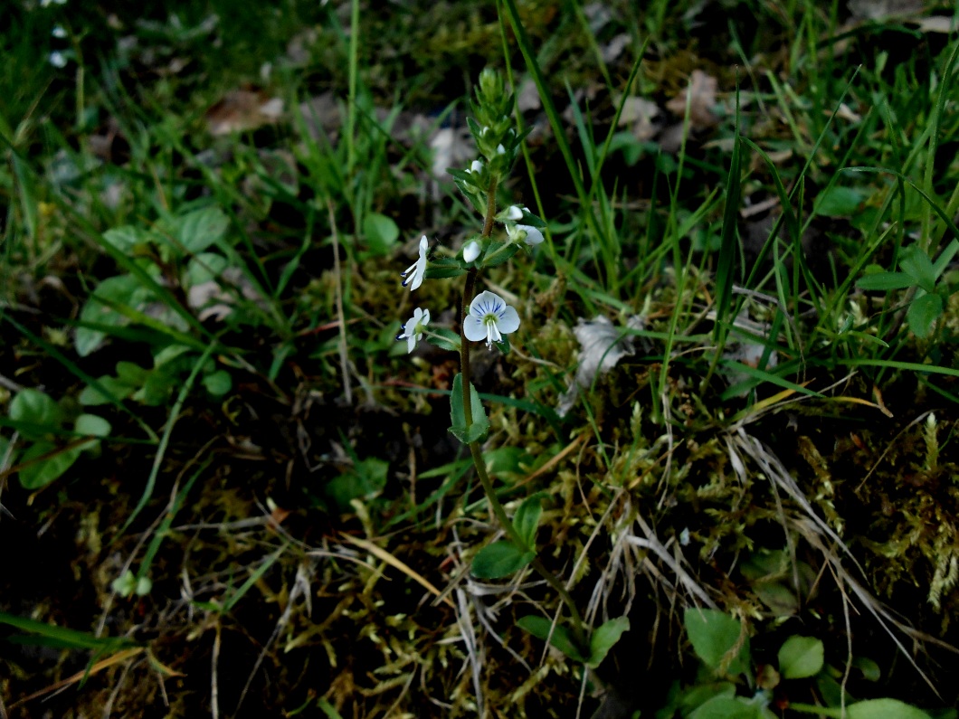 Image of Veronica humifusa specimen.