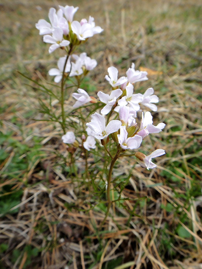 Image of Cardamine trifida specimen.