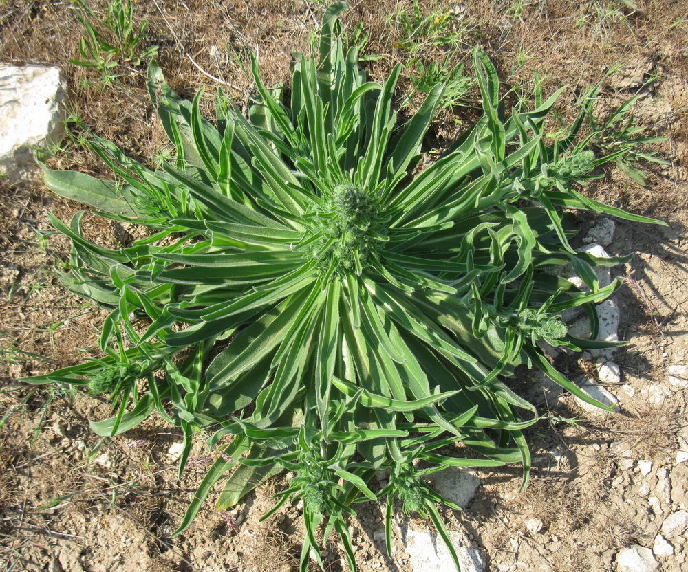 Изображение особи Echium biebersteinii.