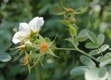 Rosa beggeriana