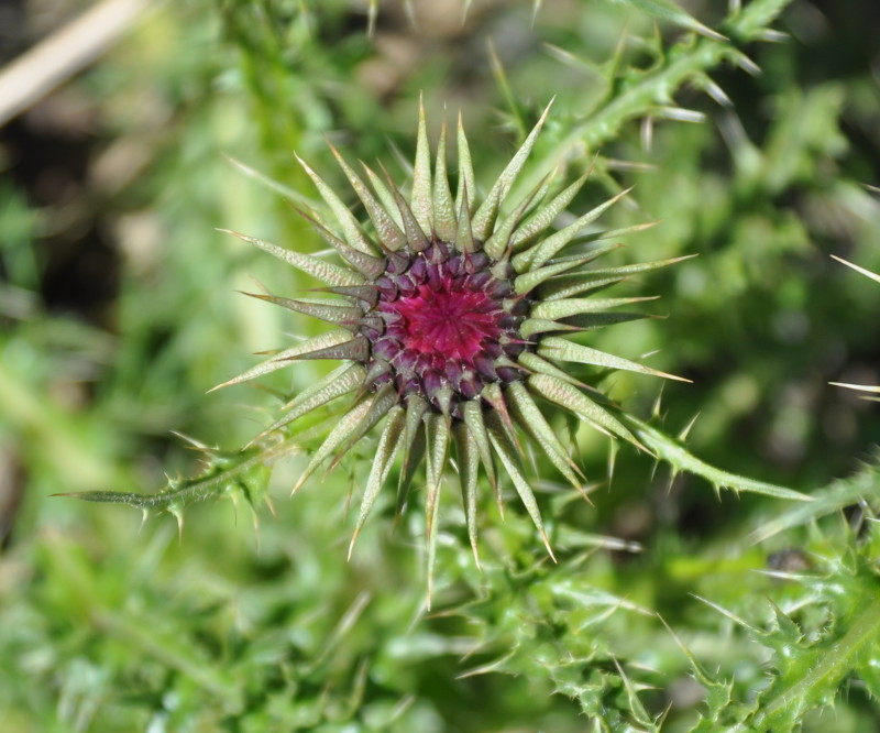 Изображение особи Carduus onopordioides.