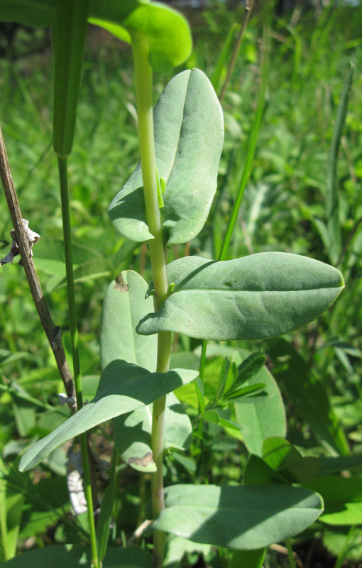 Image of Cerinthe minor specimen.