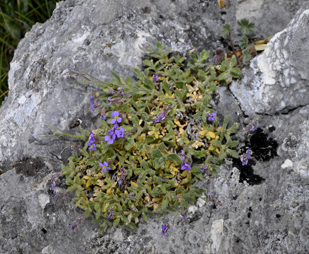 Image of Aubrieta thessala specimen.