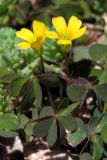 Oxalis corniculata. Цветки и листья. Крым, Симферополь, Марьино, газон. 20 июня 2013 г.