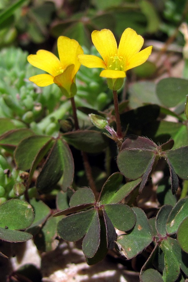 Image of Oxalis corniculata specimen.