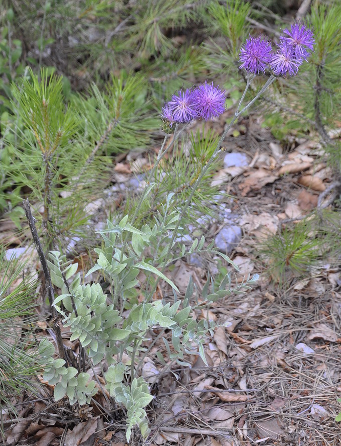 Изображение особи Centaurea graeca.