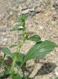 Amaranthus albus. Боковой побег цветущего растения с листом в основании. Крым, Ялта, у дороги. 4 июля 2013 г.