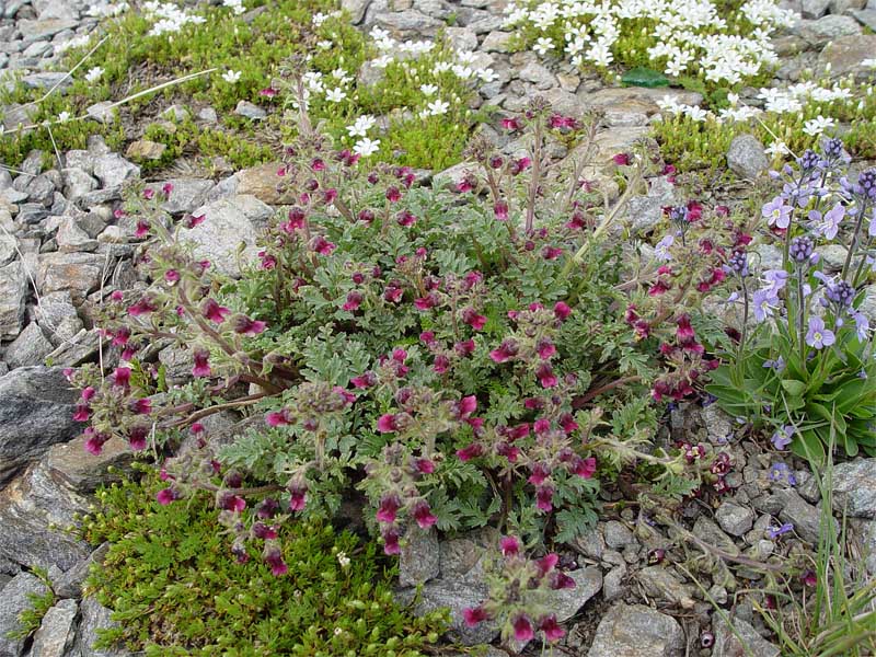 Изображение особи Scrophularia ruprechtii.