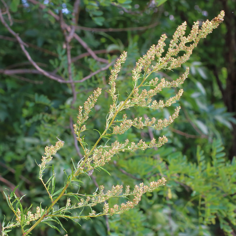 Изображение особи Artemisia vulgaris.