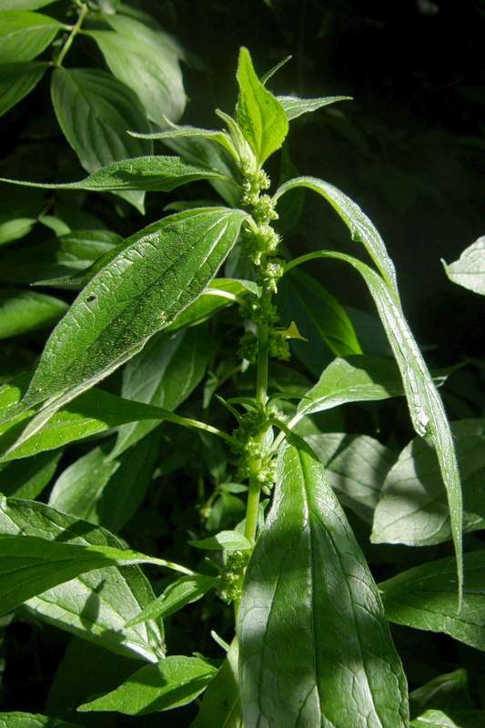 Изображение особи Parietaria officinalis.