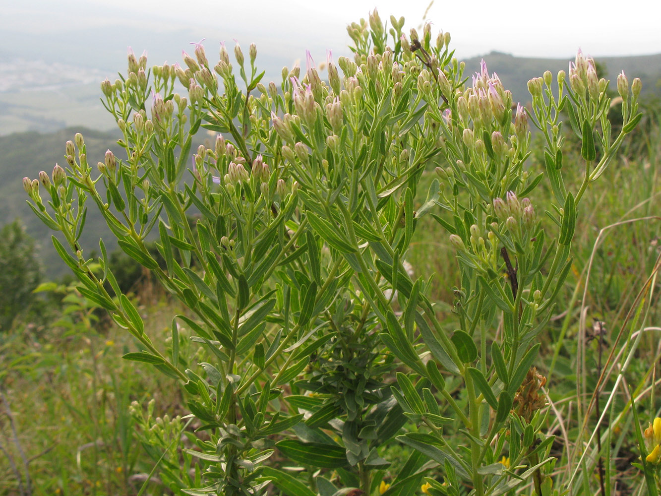 Image of Galatella dracunculoides specimen.