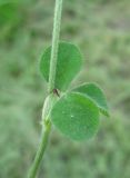 View full-size image Trifolium incarnatum