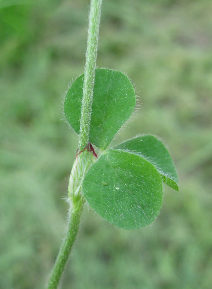 Изображение особи Trifolium incarnatum.