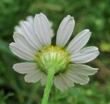 Anthemis cotula