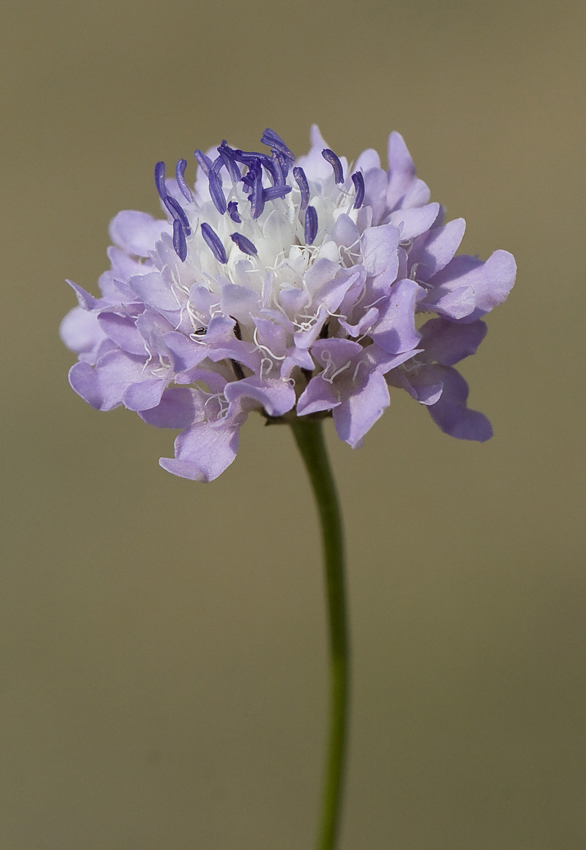 Image of Cephalaria transsylvanica specimen.