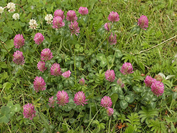 Изображение особи Trifolium pratense.