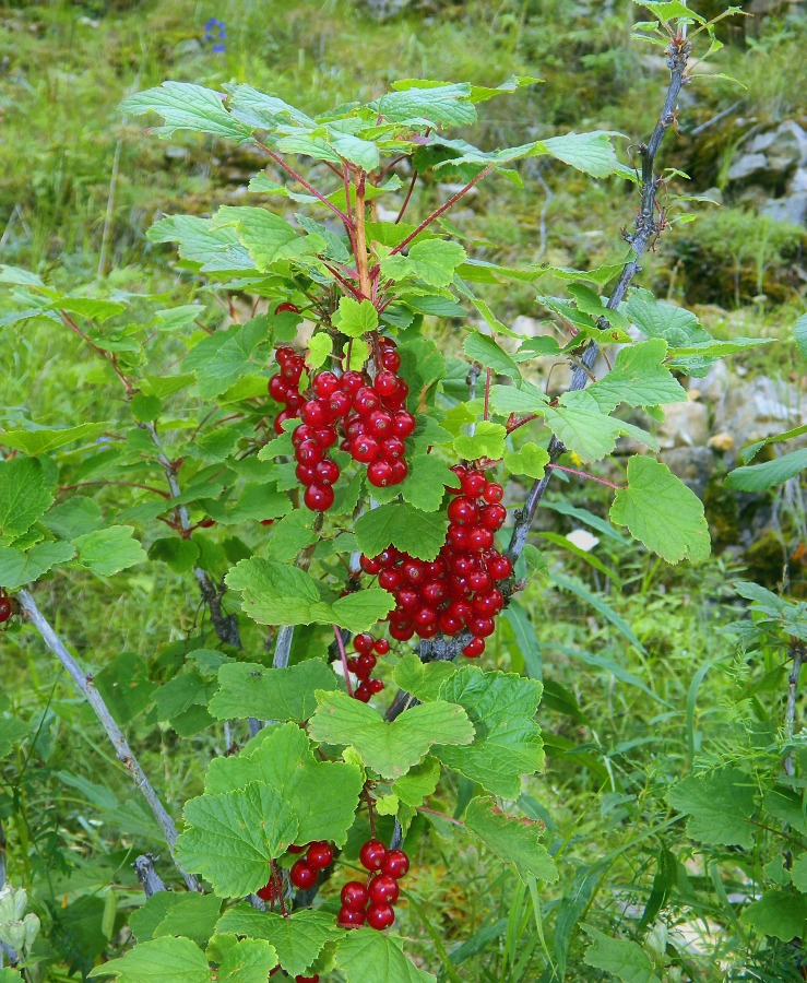 Изображение особи Ribes triste.