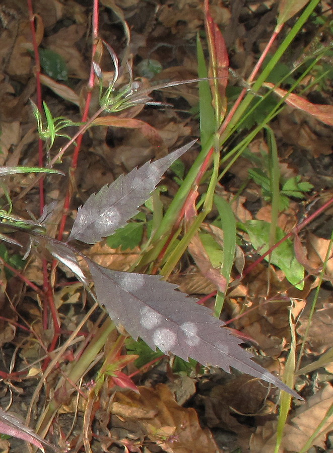 Image of Bidens frondosa specimen.