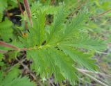 Potentilla acervata. Лист. Республика Бурятия, Баунтовский эвенкийский р-н, окр. пос. Северный, долина р. Има, речная терраса. 11.07.2013.