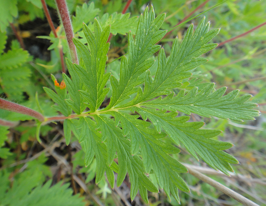 Изображение особи Potentilla acervata.